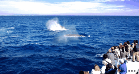 Brisbane Whale Watching - Foster Accommodation 1