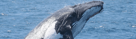 Brisbane Whale Watching - Foster Accommodation 2