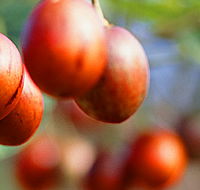 Tropical Fruit World - Foster Accommodation