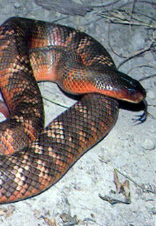 Armadale Reptile & Wildlife Centre - Foster Accommodation 0
