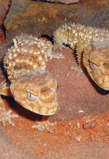 Armadale Reptile & Wildlife Centre - Foster Accommodation 1