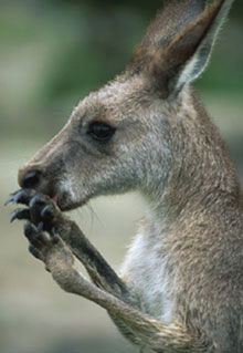 Armadale Reptile & Wildlife Centre - Foster Accommodation 2