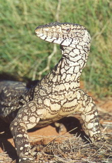 Armadale Reptile & Wildlife Centre - Foster Accommodation 3