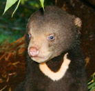Perth Zoo - Foster Accommodation