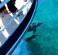 Pelican Charters - Foster Accommodation