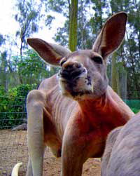 Birdland Animal Park - Foster Accommodation 3