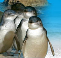 Phillip Island Penguin Parade - Foster Accommodation