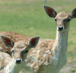 Marapana Wildlife Park - Foster Accommodation