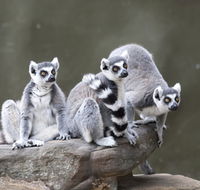 Adelaide Zoo - Foster Accommodation