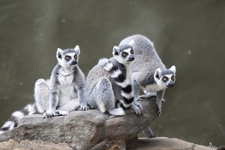 Adelaide Zoo - Foster Accommodation 0