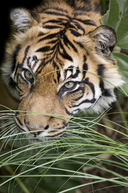 Adelaide Zoo - Foster Accommodation 1