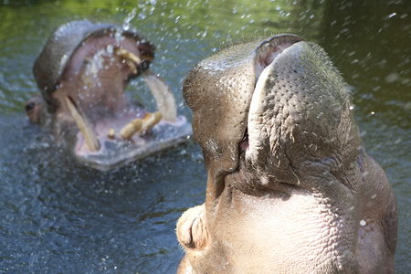 Adelaide Zoo - Foster Accommodation 2