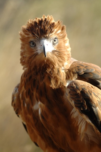 Alice Springs Desert Park - Foster Accommodation 0
