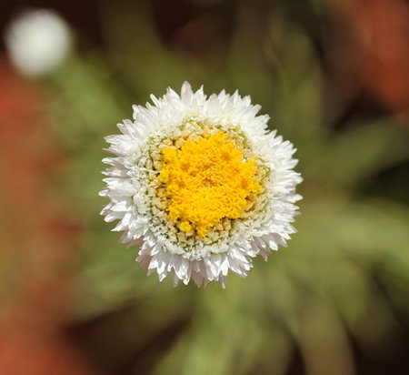 Alice Springs Desert Park - Foster Accommodation 1