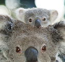 Billabong Koala and Wildlife Park - Foster Accommodation