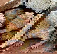 Alice Springs Reptile Centre - Foster Accommodation