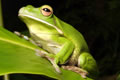 Port Douglas QLD Foster Accommodation