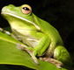 The Rainforest Habitat - Foster Accommodation