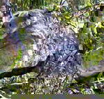 Koala Conservation Centre - Foster Accommodation