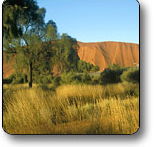 Uluru - Kata Tjuta National Park - Foster Accommodation