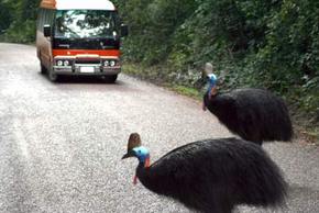 Kookaburra Tours - Foster Accommodation 0