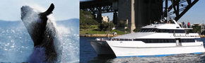 Prestige Harbour Cruises - Foster Accommodation 3