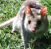 Urimbirra Wildlife Park - Foster Accommodation