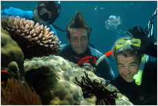 Dolphin Wild - Foster Accommodation 1