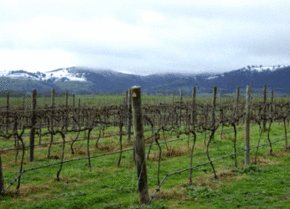 Kinloch Wines - Foster Accommodation