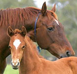 Blue Gum Farm - Foster Accommodation