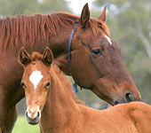Blue Gum Farm - Foster Accommodation 0