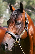 Blue Gum Farm - Foster Accommodation 2