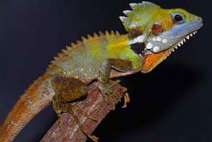Cool Companions - Foster Accommodation 2