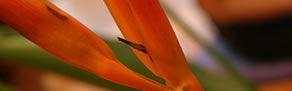 Darlinghurst NSW Foster Accommodation