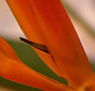 Zen Day Spa - Foster Accommodation