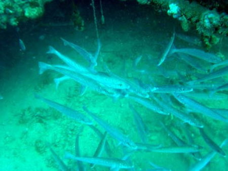 Underwater Sports Diving Centre - Foster Accommodation 1