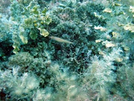 Underwater Sports Diving Centre - Foster Accommodation 3