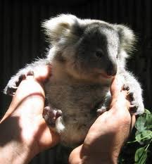 Koala Park Sanctuary - Foster Accommodation 1