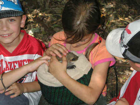 Koala Park Sanctuary - Foster Accommodation 3