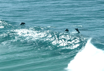 Beach Trekkers North Stradbroke Island - Foster Accommodation 2