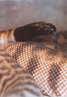 Armadale Reptile & Wildlife Centre - Foster Accommodation 4