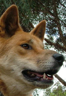 Armadale Reptile & Wildlife Centre - Foster Accommodation 5