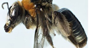 Western Australian Museum - Foster Accommodation 0