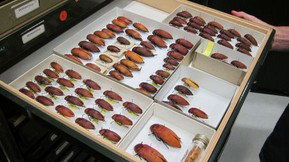 Western Australian Museum - Foster Accommodation 1