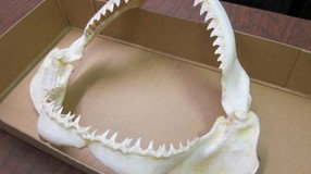 Western Australian Museum - Foster Accommodation 2