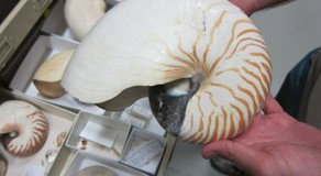 Western Australian Museum - Foster Accommodation 3