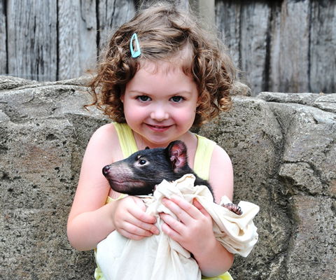 Australian Reptile Park - Foster Accommodation 8