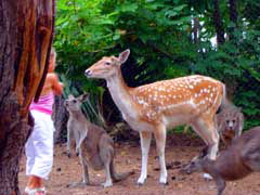 Birdland Animal Park - Foster Accommodation 4