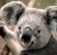 Potoroo Palace - Foster Accommodation