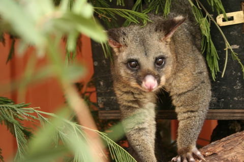 Potoroo Palace - Foster Accommodation 3